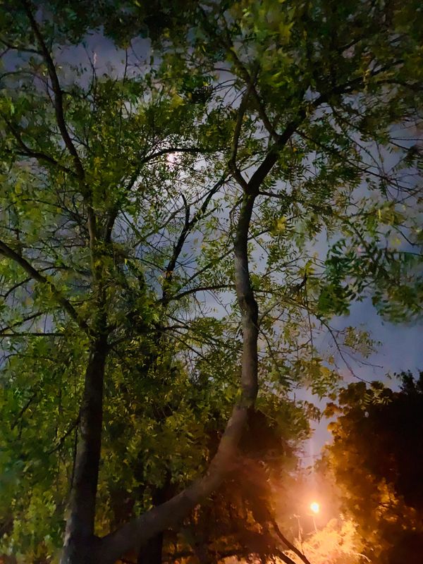 Evening moonlight under a tree